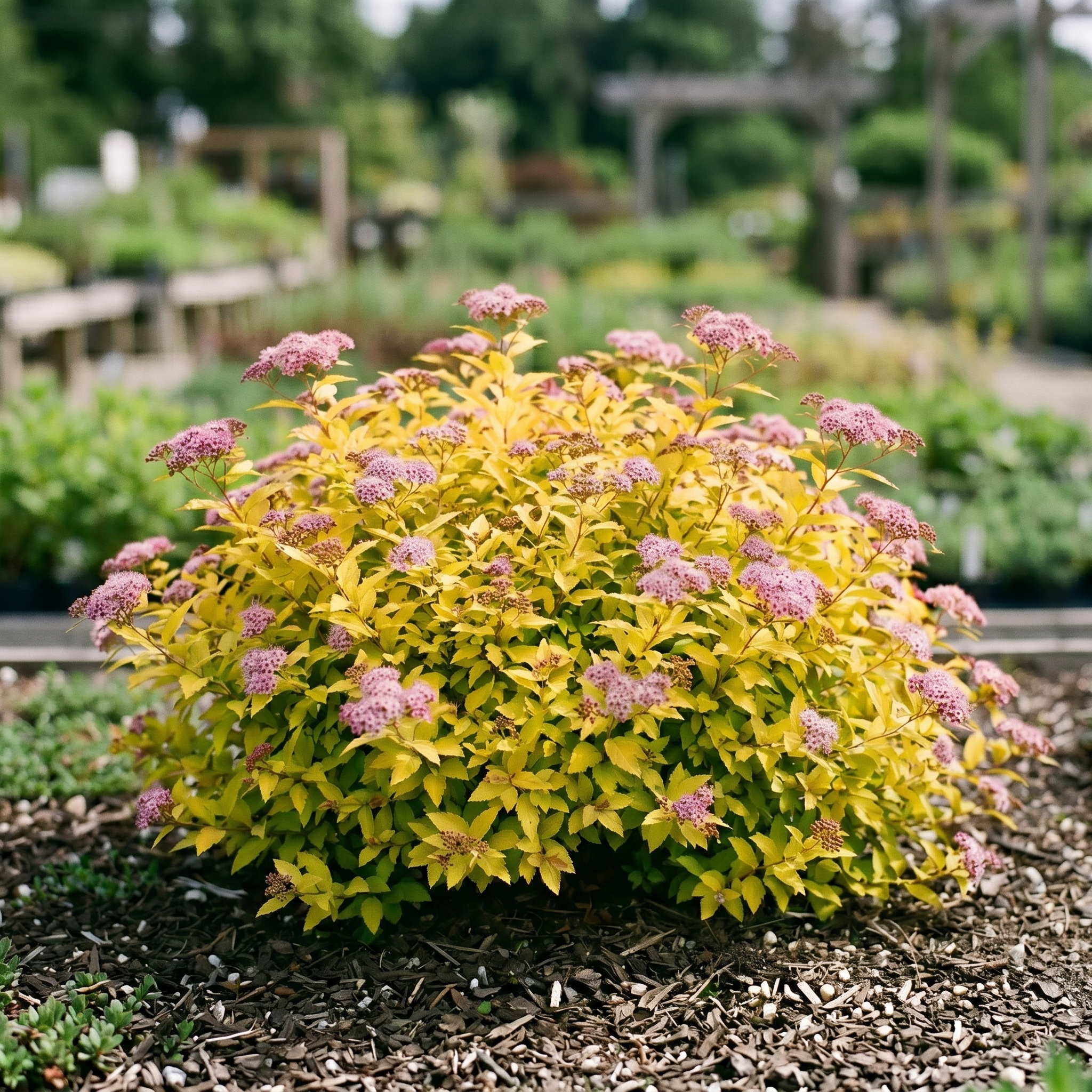 Спирея японская Golden Princess
